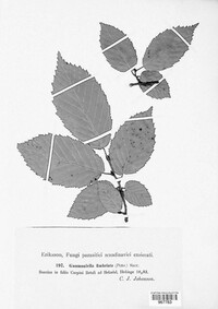 Gnomonia fimbriata image